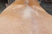 Akupunkturbehandlung am Pferd